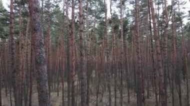 Gün boyunca çam ormanındaki ağaçlar, hava manzarası...