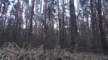 Gün boyunca çam ormanındaki ağaçlar, hava manzarası...