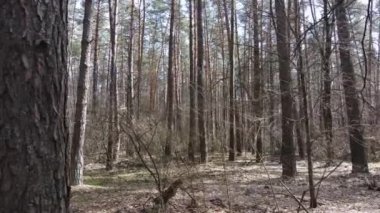 Gün boyunca çam ormanındaki ağaçlar, hava manzarası...