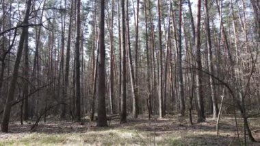 Gün boyunca çam ormanındaki ağaçlar, hava manzarası...