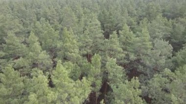 Gün boyunca çam ormanındaki ağaçlar, hava manzarası...