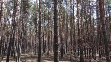 Gün boyunca çam ormanındaki ağaçlar, hava manzarası...