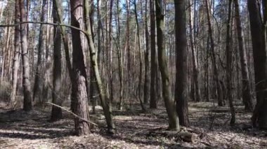 Gün boyunca çam ormanındaki ağaçlar, hava manzarası...