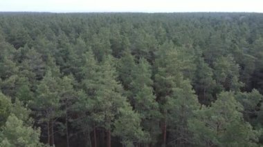 Gün boyunca çam ormanındaki ağaçlar, hava manzarası...