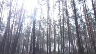 Gün boyunca çam ormanındaki ağaçlar, hava manzarası...