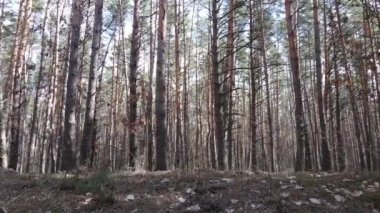 Gün boyunca çam ormanındaki ağaçlar, hava manzarası...