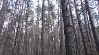 Gün boyunca çam ormanındaki ağaçlar, hava manzarası...