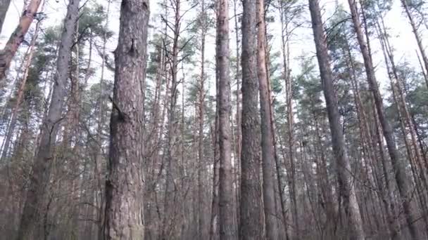 Árvores em uma floresta de pinheiros durante o dia, vista aérea — Vídeo de Stock