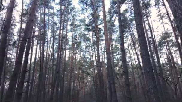 Árboles en un bosque de pinos durante el día, vista aérea — Vídeo de stock