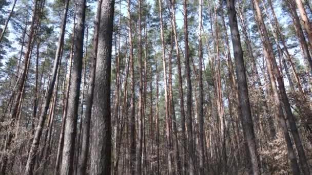 Bomen in een dennenbos overdag, vanuit de lucht — Stockvideo