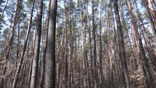 Bäume im Kiefernwald tagsüber, Luftaufnahme — Stockvideo