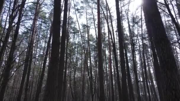 Дерева в сосновому лісі протягом дня, вид з повітря — стокове відео