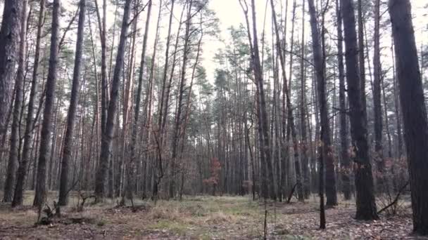 Bäume im Kiefernwald tagsüber, Luftaufnahme — Stockvideo