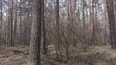 Gün boyunca çam ormanındaki ağaçlar, hava manzarası...
