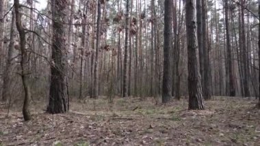 Gün boyunca çam ormanındaki ağaçlar, hava manzarası...