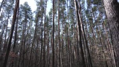 Gün boyunca çam ormanındaki ağaçlar, hava manzarası...
