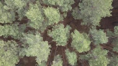 Gün boyunca çam ormanındaki ağaçlar, hava manzarası...