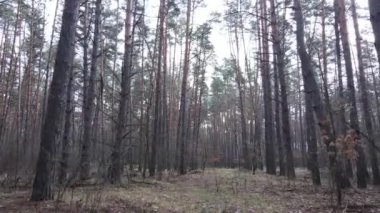 Gün boyunca çam ormanındaki ağaçlar, hava manzarası...