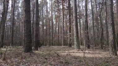 Gün boyunca çam ormanındaki ağaçlar, hava manzarası...