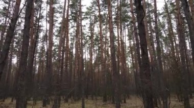 Gün boyunca çam ormanındaki ağaçlar, hava manzarası...