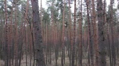 Gün boyunca çam ormanındaki ağaçlar, hava manzarası...