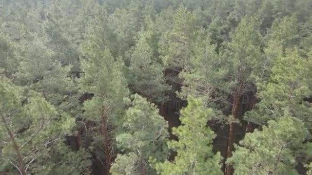 Arbres dans une pinède pendant la journée, vue aérienne