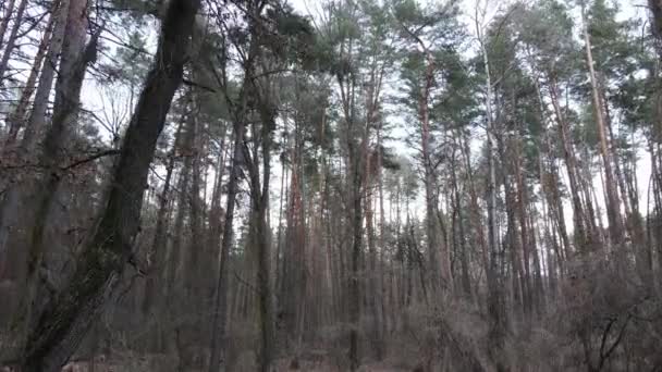 낮 에는 소나무 숲 속에서 하늘을 나는 나무들 — 비디오