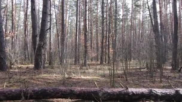 Дерева в сосновому лісі протягом дня, вид з повітря — стокове відео