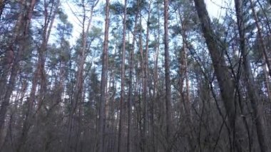 Gün boyunca çam ormanındaki ağaçlar, hava manzarası...