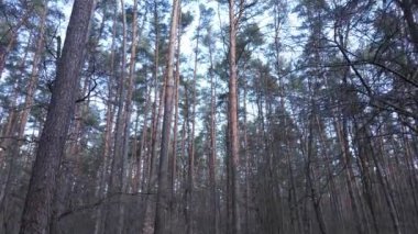 Gün boyunca çam ormanındaki ağaçlar, hava manzarası...