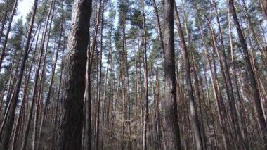 Gün boyunca çam ormanındaki ağaçlar, hava manzarası...