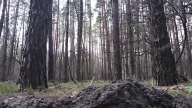 Gün boyunca çam ormanındaki ağaçlar, hava manzarası...