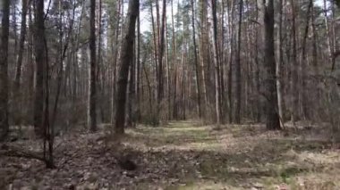 Gün boyunca çam ormanındaki ağaçlar, hava manzarası...