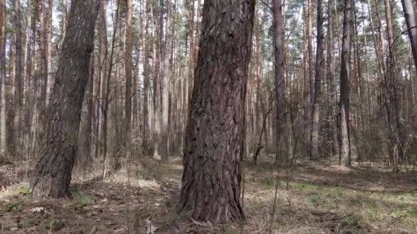 Drzewa w lesie sosnowym w ciągu dnia, widok z powietrza — Wideo stockowe