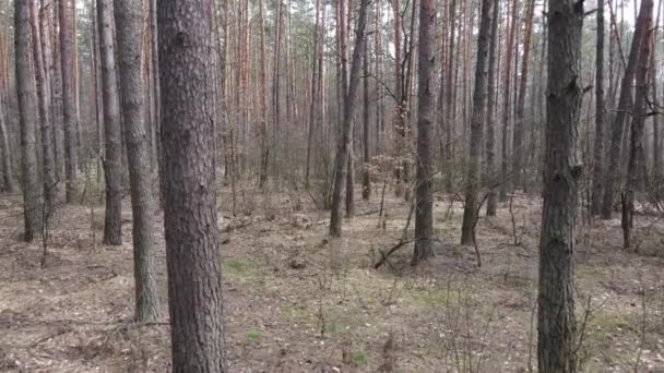 Árboles en un bosque de pinos durante el día, vista aérea — Vídeos de Stock