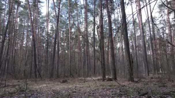 Träd i tallskog under dagen, flygutsikt — Stockvideo