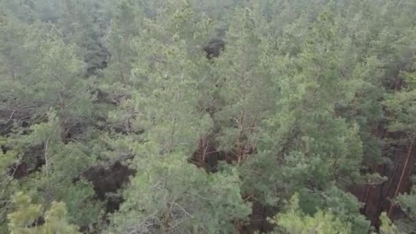 Arbres dans une pinède pendant la journée, vue aérienne