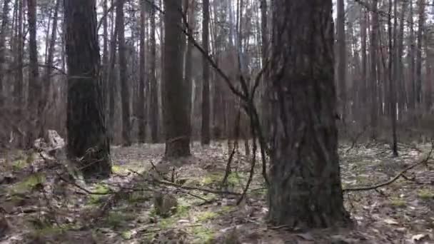 Bäume im Kiefernwald tagsüber, Luftaufnahme — Stockvideo