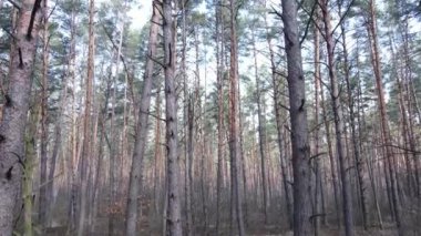 Gün boyunca çam ormanındaki ağaçlar, hava manzarası...