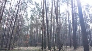 Gün boyunca çam ormanındaki ağaçlar, hava manzarası...