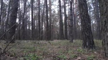 Gün boyunca çam ormanındaki ağaçlar, hava manzarası...