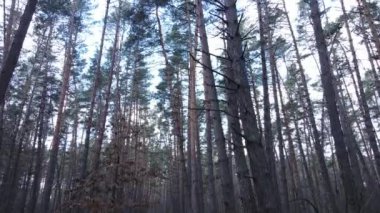 Gün boyunca çam ormanındaki ağaçlar, hava manzarası...