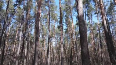 Gün boyunca çam ormanındaki ağaçlar, hava manzarası...
