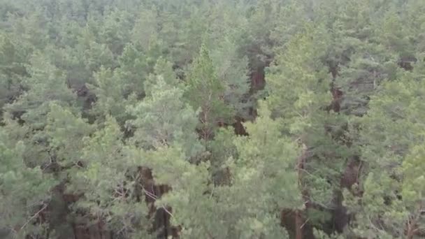 Arbres dans une pinède pendant la journée, vue aérienne