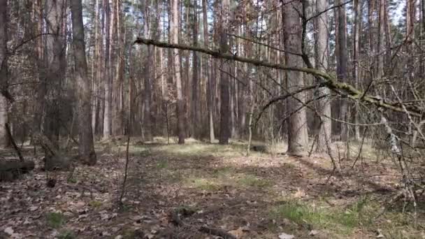 Drzewa w lesie sosnowym w ciągu dnia, widok z powietrza — Wideo stockowe