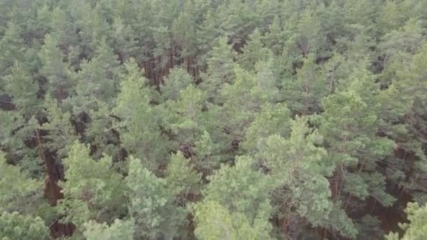 Arbres dans une pinède pendant la journée, vue aérienne