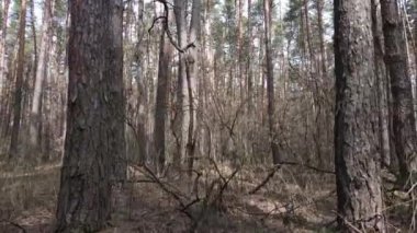 Gün boyunca çam ormanındaki ağaçlar, hava manzarası...