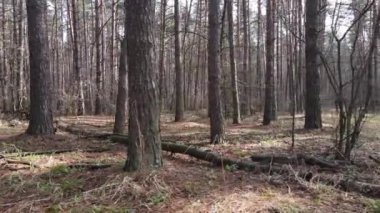 Gün boyunca çam ormanındaki ağaçlar, hava manzarası...