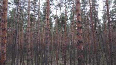 Gün boyunca çam ormanındaki ağaçlar, hava manzarası...