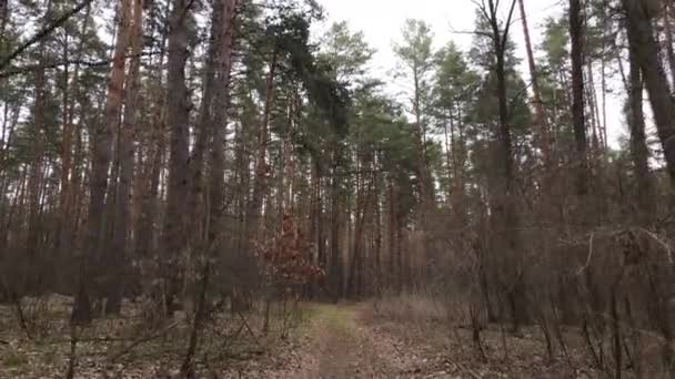 Gün boyunca çam ormanındaki ağaçlar, hava manzarası... — Stok video